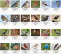Colorful Images Birds of North America Return Address Mailing Labels, Personalize with Name & Addresses, Set of 144 Self Adhesive, Easy Peel Flat Label Sheets, 1 ½ x 1 ¾”, 24 Designs